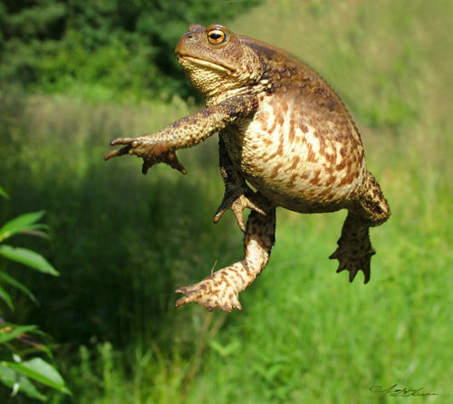 http://www.toothpastefordinner.com/jumping-toad.jpg
